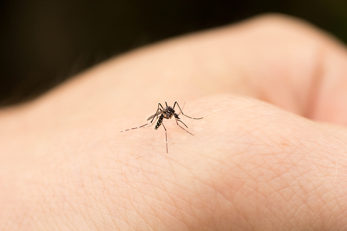 A mosquito on a person's hand.