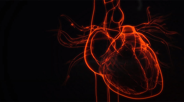 heart rhythm